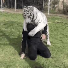 playing-tiger