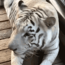 white-tiger
